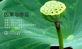 四年级作文上册观察植物和动物310字 观察植物的作文