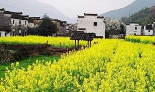 油菜花什么季节开 油菜花什么时候开